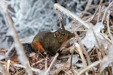 平行世界一战策略游戏《凯撒朋克》正式公布